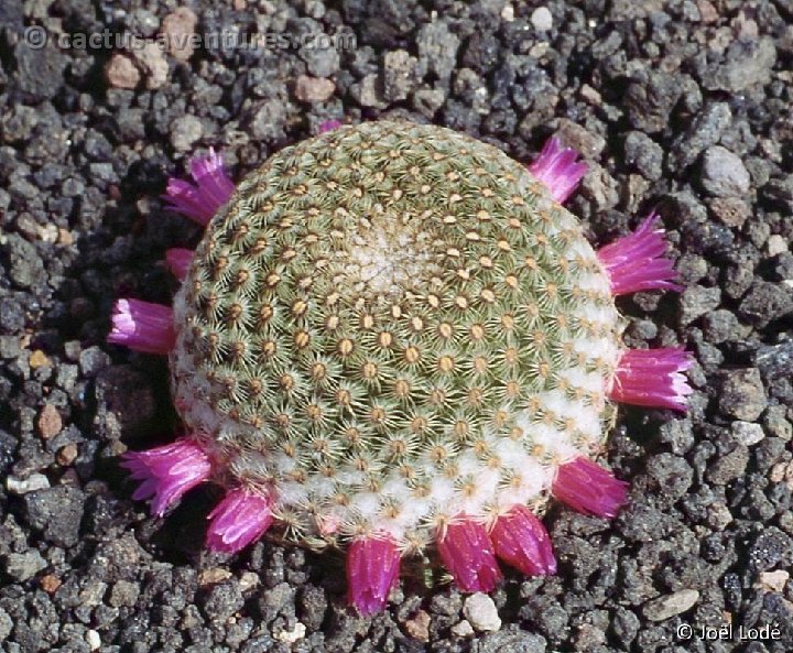 Mammillaria huitzilopochtli -323